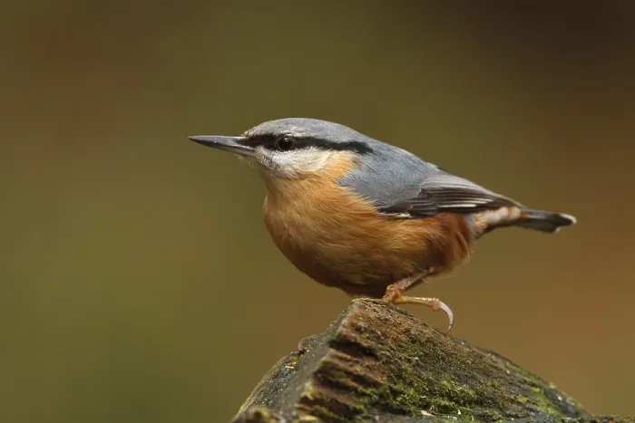 Framed Print : Eurasian Nuthatch (Sitta europaea) Framed Print : Eurasian Nuthatch (Sitta europaea)