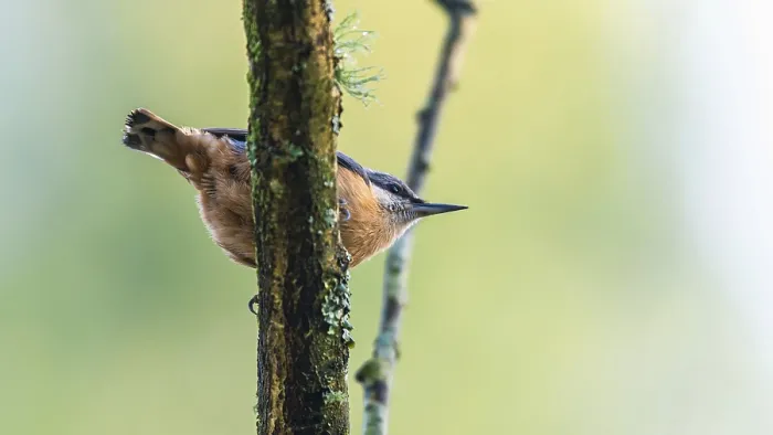 Framed Print : Eurasian Nuthatch (Sitta europaea) Framed Print : Eurasian Nuthatch (Sitta europaea)