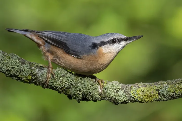 Framed Print : Eurasian Nuthatch (Sitta europaea) Framed Print : Eurasian Nuthatch (Sitta europaea)