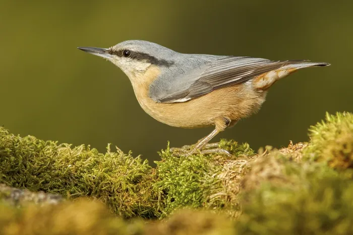 Framed Print : Eurasian Nuthatch (Sitta europaea)