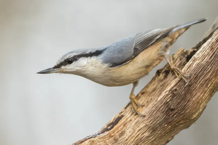 Framed Print : Eurasian Nuthatch Sitta europaea in the autumn