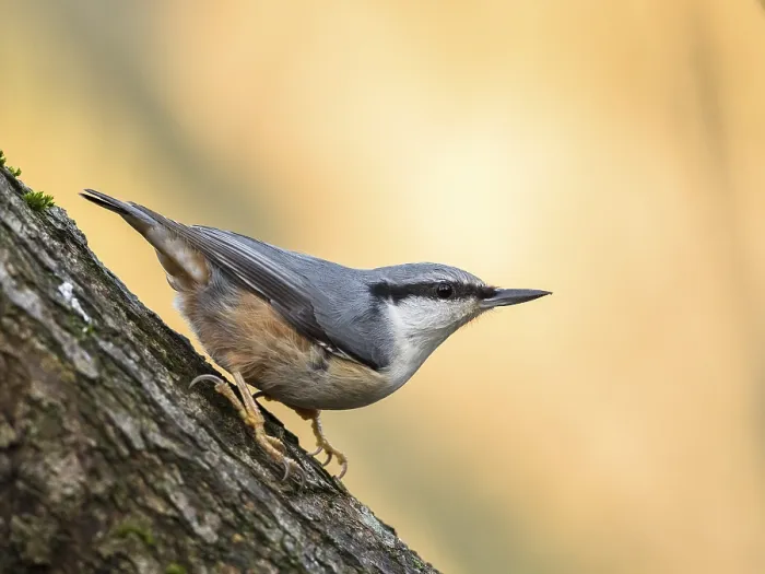 Framed Print : Eurasian Nuthatch Sitta europaea in the autumn