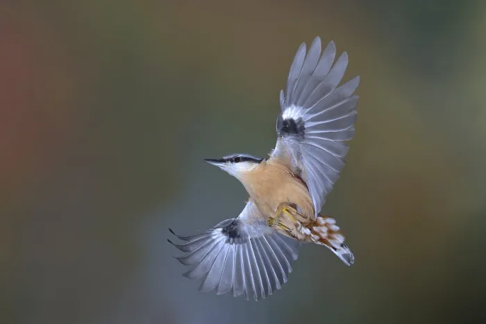 Framed Print : Eurasian nuthatch (Sitta europaea) in flight Framed Print : Eurasian nuthatch (Sitta europaea) in flight
