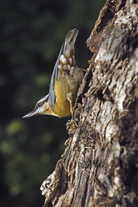 Framed Print : Eurasian nuthatch (Sitta europaea) foraging on tree trunk in forest Framed Print : Eurasian nuthatch (Sitta europaea) foraging on tree trunk in forest
