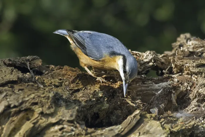 Framed Print : Eurasian nuthatch (Sitta europaea) foraging on tree trunk in forest Framed Print : Eurasian nuthatch (Sitta europaea) foraging on tree trunk in forest
