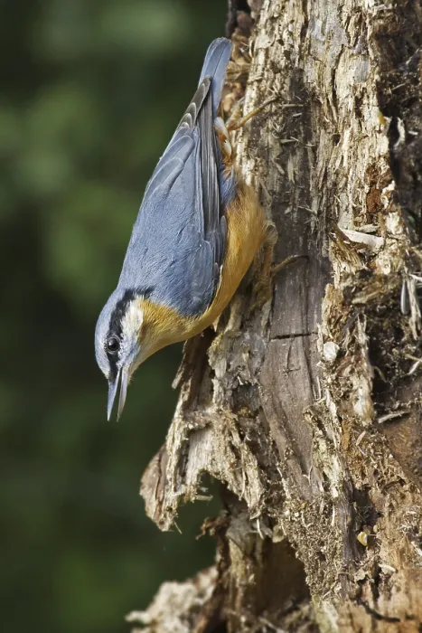 Framed Print : Eurasian nuthatch (Sitta europaea) foraging on tree trunk in forest