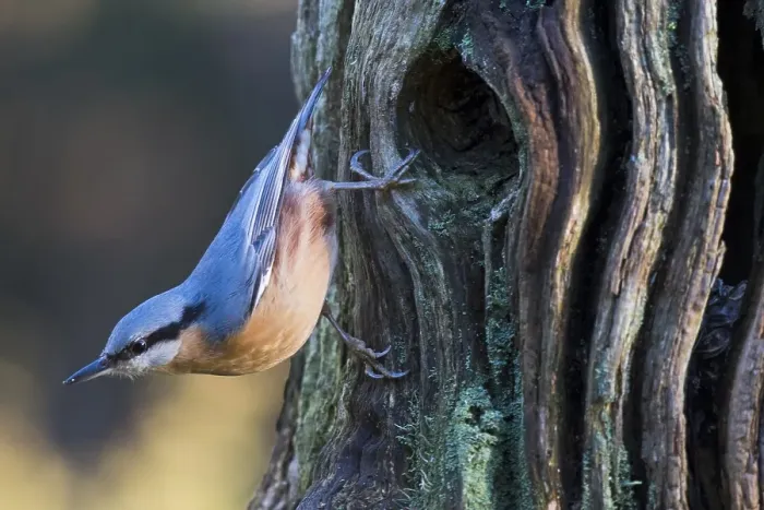 Framed Print : Eurasian nuthatch (Sitta europaea) on knothole
