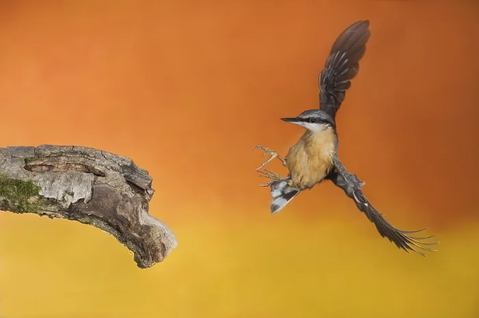 Framed Print : Eurasian Nuthatch (Sitta europaea) landing on a branch Framed Print : Eurasian Nuthatch (Sitta europaea) landing on a branch