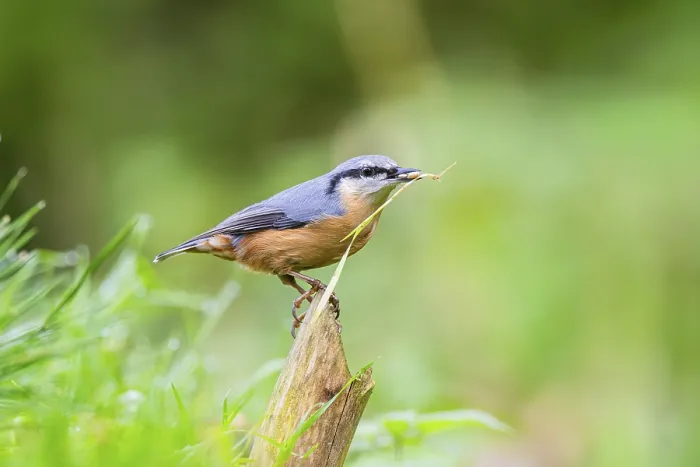 Framed Print : Eurasian nuthatch (Sitta europaea) sitting on an old wrotten tree trunk at a swamp Framed Print : Eurasian nuthatch (Sitta europaea) sitting on an old wrotten tree trunk at a swamp