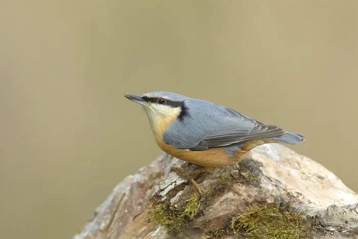 Framed Print : Eurasian nuthatch (Sitta europaea) sitting on a tree root