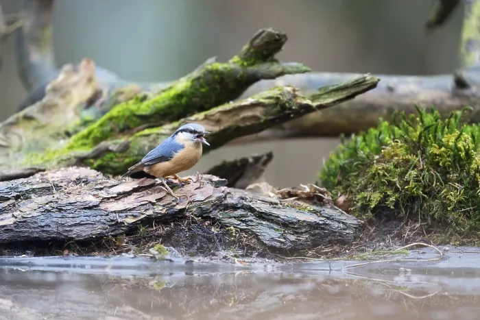 Framed Print : Eurasian nuthatch sitting on tree trunk in nature forest