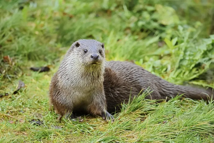 Framed Print : Eurasian otter or European otter (Lutra lutra) Framed Print : Eurasian otter or European otter (Lutra lutra)