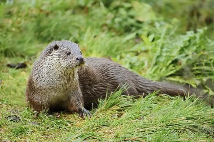Framed Print : Eurasian otter or European otter (Lutra lutra) Framed Print : Eurasian otter or European otter (Lutra lutra)