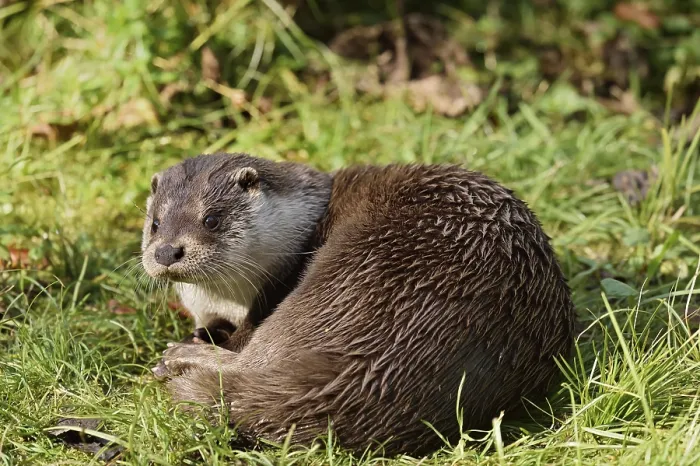 Framed Print : Eurasian otter or European otter (Lutra lutra)