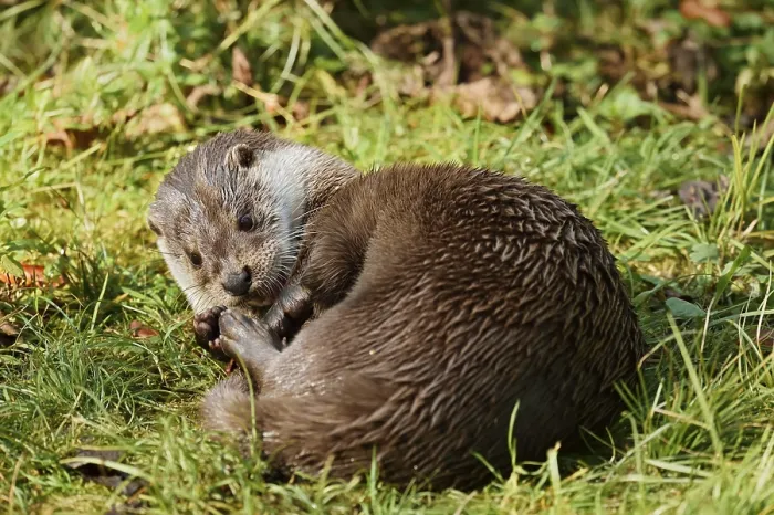 Framed Print : Eurasian otter or European otter (Lutra lutra) Framed Print : Eurasian otter or European otter (Lutra lutra)