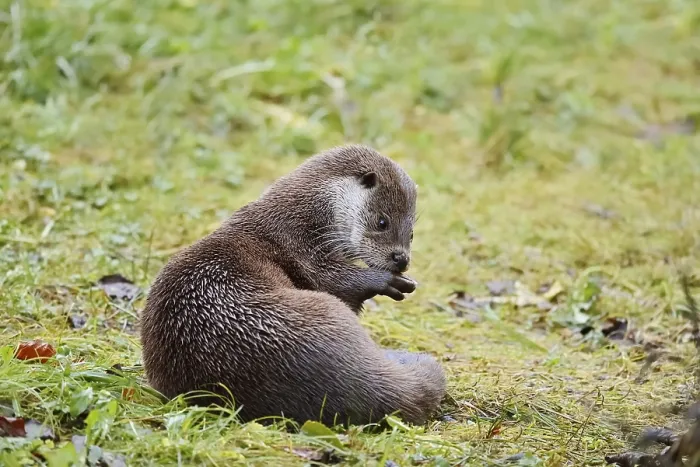 Framed Print : Eurasian otter or European otter (Lutra lutra)