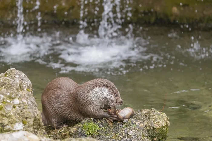 Framed Print : One Eurasian otter (Lutra lutra) Framed Print : One Eurasian otter (Lutra lutra)