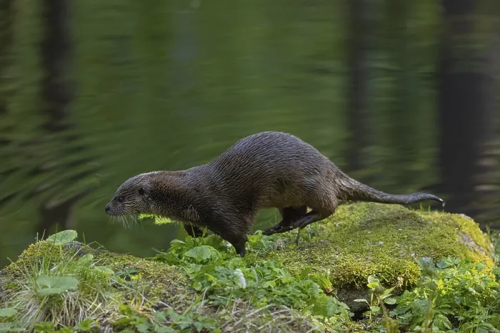 Framed Print : One Eurasian otter (Lutra lutra)