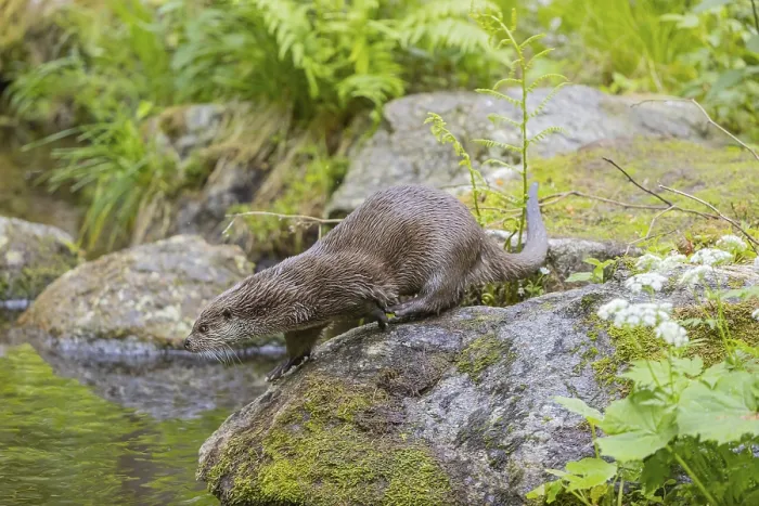 Framed Print : One Eurasian otter (Lutra lutra)