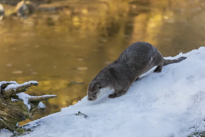 Framed Print : One Eurasian otter (Lutra lutra)