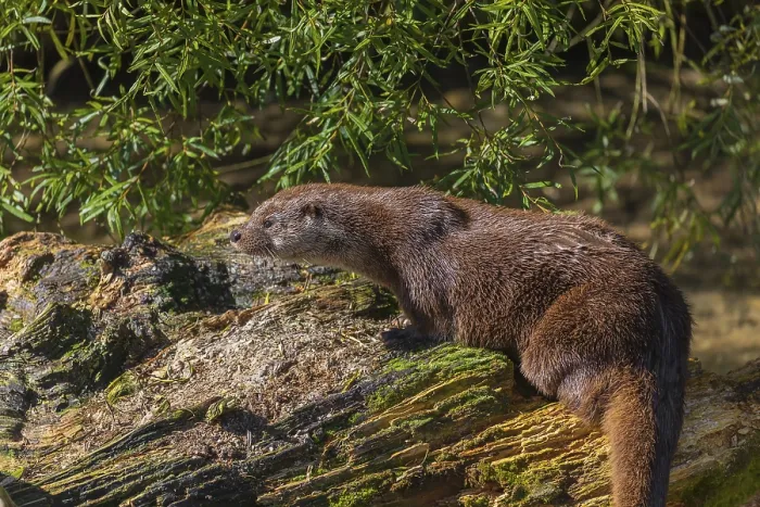 Framed Print : One Eurasian otter (Lutra lutra)