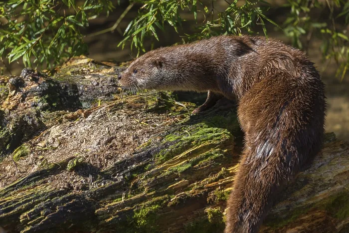 Framed Print : One Eurasian otter (Lutra lutra)