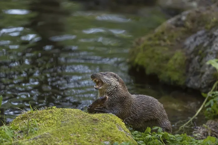 Framed Print : One Eurasian otter (Lutra lutra)