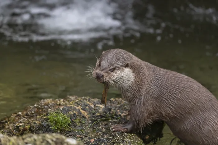 Framed Print : One Eurasian otter (Lutra lutra)