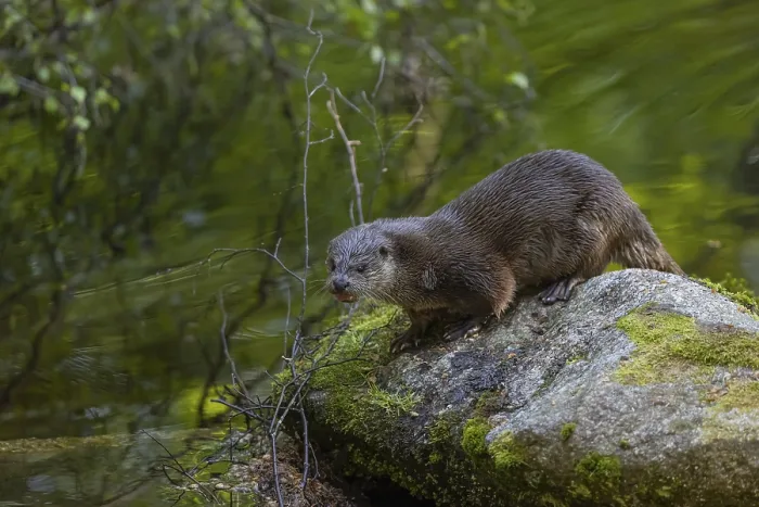 Framed Print : One Eurasian otter (Lutra lutra)
