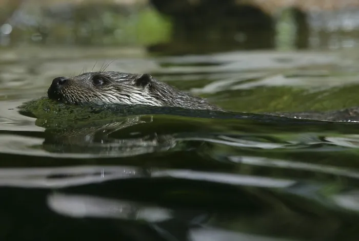 Framed Print : Eurasian Otter (Lutra lutra)