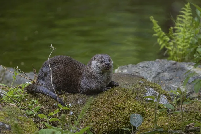 Framed Print : One Eurasian otter (Lutra lutra) Framed Print : One Eurasian otter (Lutra lutra)