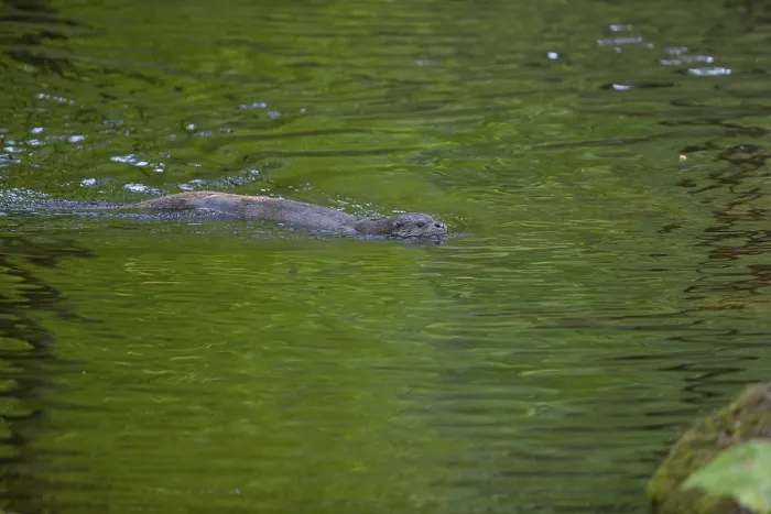 Framed Print : One Eurasian otter (Lutra lutra)