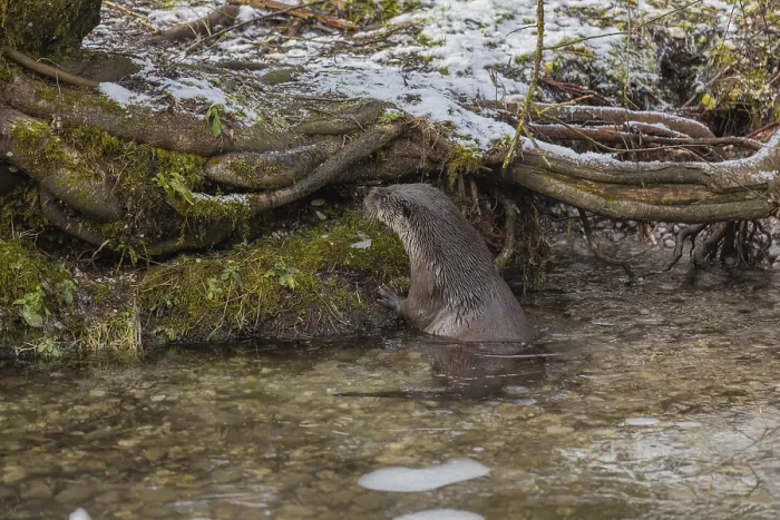 Framed Print : One Eurasian otter (Lutra lutra)