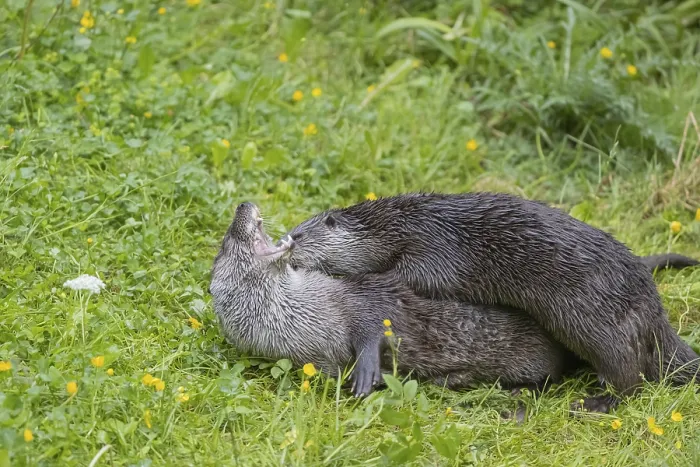 Framed Print : Two Eurasian otter (Lutra lutra)