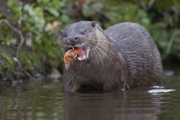 Framed Print : Eurasian otter (Lutra lutra) adult animal eating a fish in a river