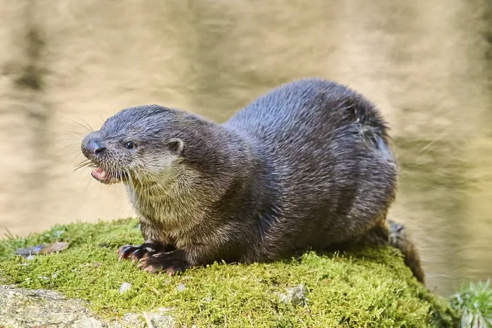 Framed Print : Eurasian otter (Lutra lutra) eating a fish on a rock in the bavarian forest