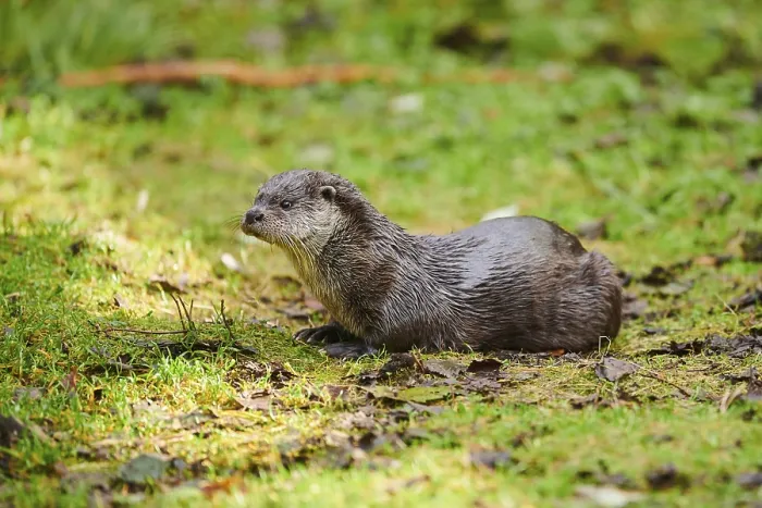 Framed Print : Eurasian otter (Lutra lutra) on a meadow in the bavarian forest