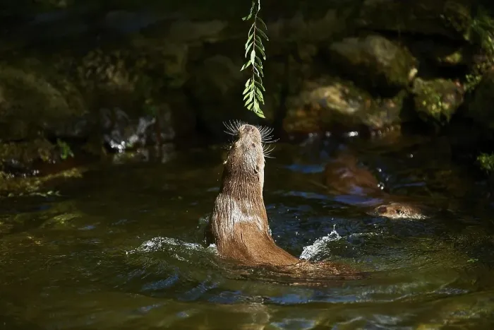 Framed Print : Eurasian otter (Lutra lutra), playing in the water