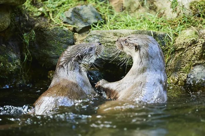 Framed Print : Eurasian otter (Lutra lutra), playing with each other in the water