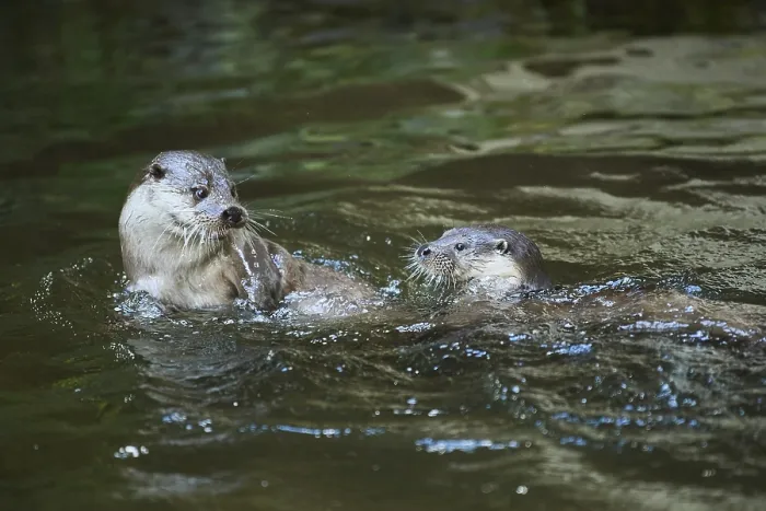 Framed Print : Eurasian otter (Lutra lutra), playing with each other in the water