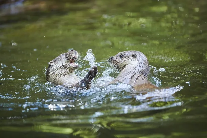 Framed Print : Eurasian otter (Lutra lutra), playing with each other in the water