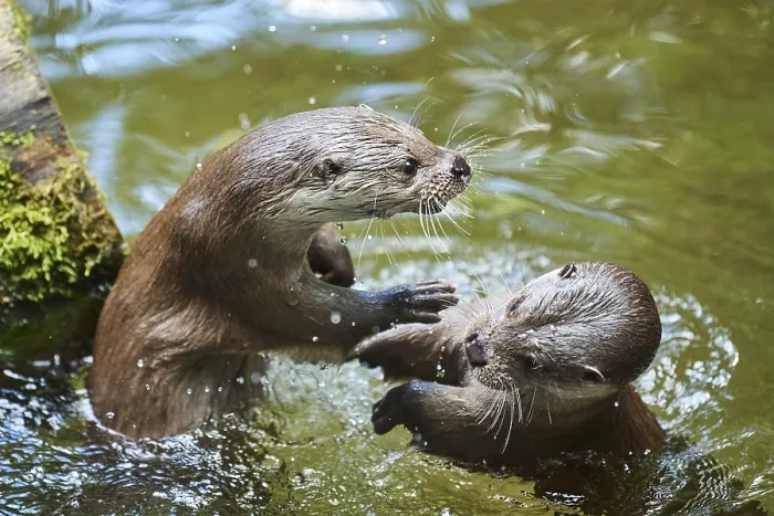 Framed Print : Eurasian otter (Lutra lutra), playing with each other in the water Framed Print : Eurasian otter (Lutra lutra), playing with each other in the water