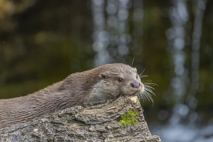 Framed Print : One Eurasian otter (Lutra lutra) resting on a log in front of a little cascade Framed Print : One Eurasian otter (Lutra lutra) resting on a log in front of a little cascade
