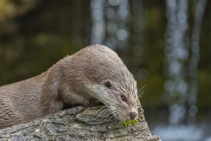 Framed Print : One Eurasian otter (Lutra lutra) resting on a log in front of a little cascade