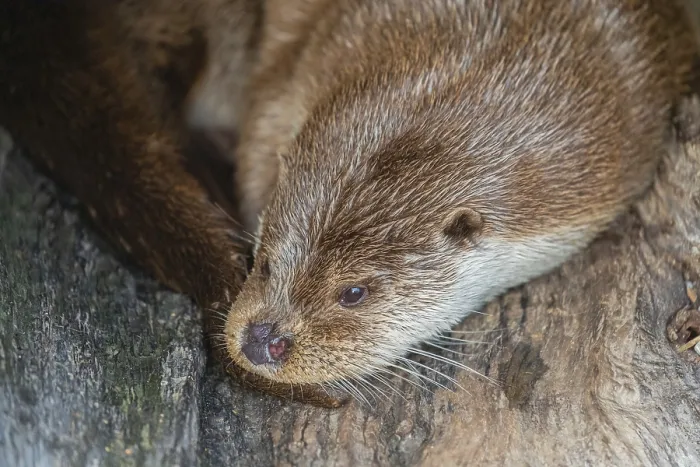 Framed Print : One Eurasian otter (Lutra lutra) resting resting in a hollow log