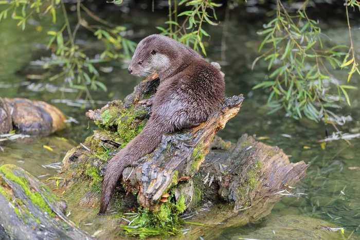 Framed Print : A Eurasian otter (Lutra lutra) rests on a root of a tree with some moss on it lying in the water