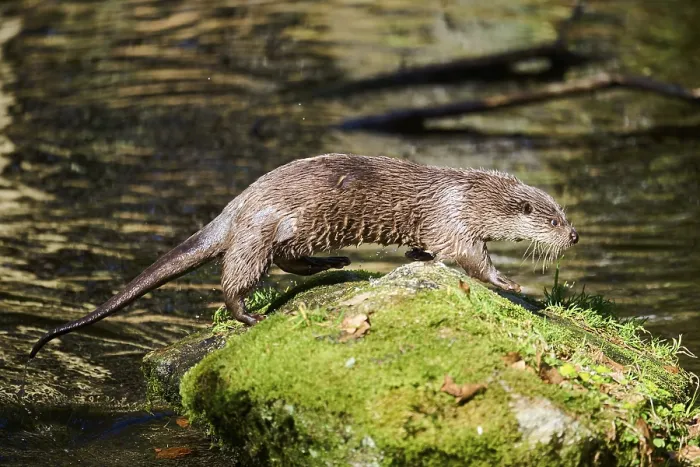 Framed Print : Eurasian otter (Lutra lutra) running over rocks in the bavarian forest
