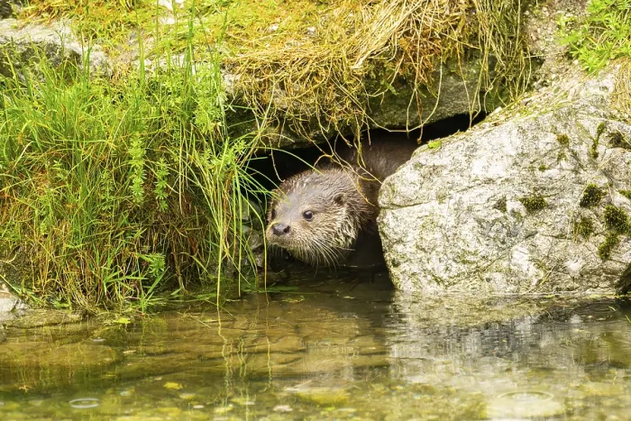 Framed Print : Eurasian otter (Lutra lutra) swimming in a lake