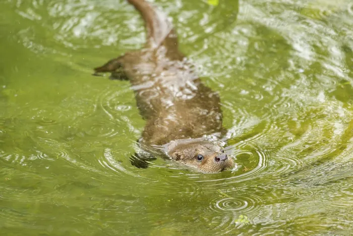Framed Print : Eurasian otter (Lutra lutra) swimming in a lake Framed Print : Eurasian otter (Lutra lutra) swimming in a lake