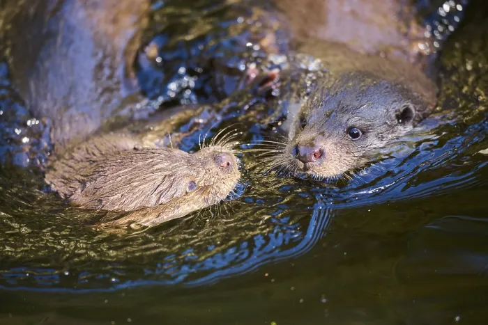 Framed Print : Eurasian otter (Lutra lutra) swimming in a lake in the bavarian forest